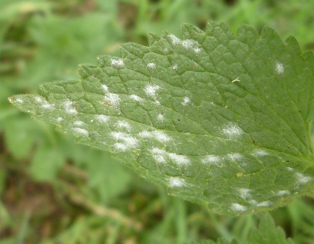 Mint Mildew NatureSpot