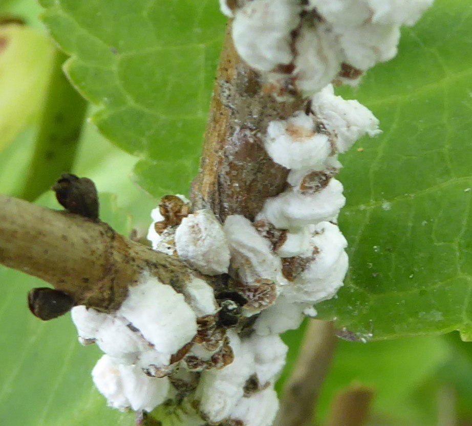 Hydrangea Scale Insect | NatureSpot