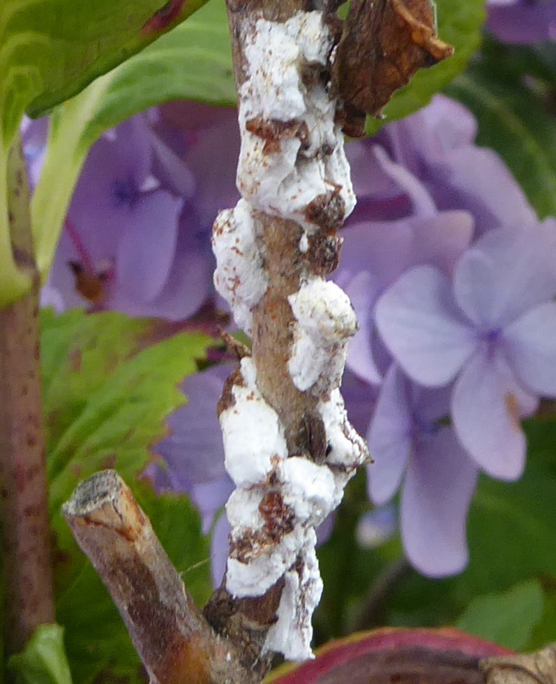 Hydrangea Scale Insect | NatureSpot