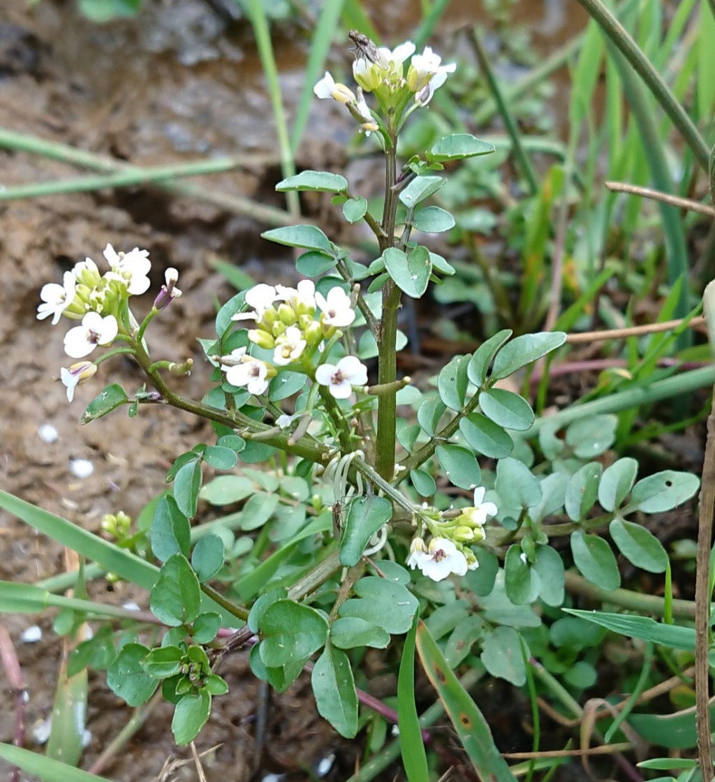 Water Cress (Nasturtium officinale), The Aromatic