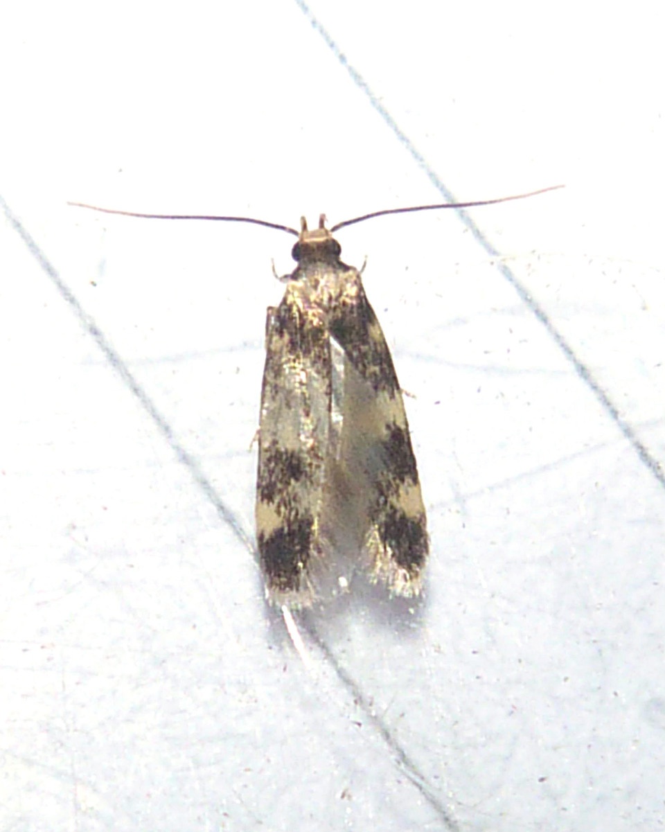 Oegoconia quadripuncta | NatureSpot