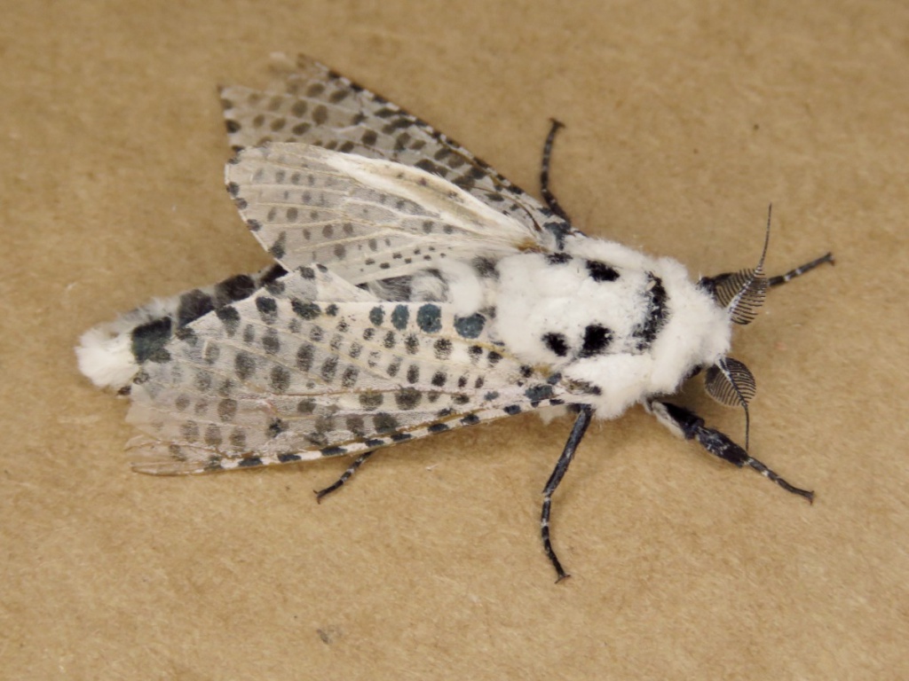 small white moth with black spots