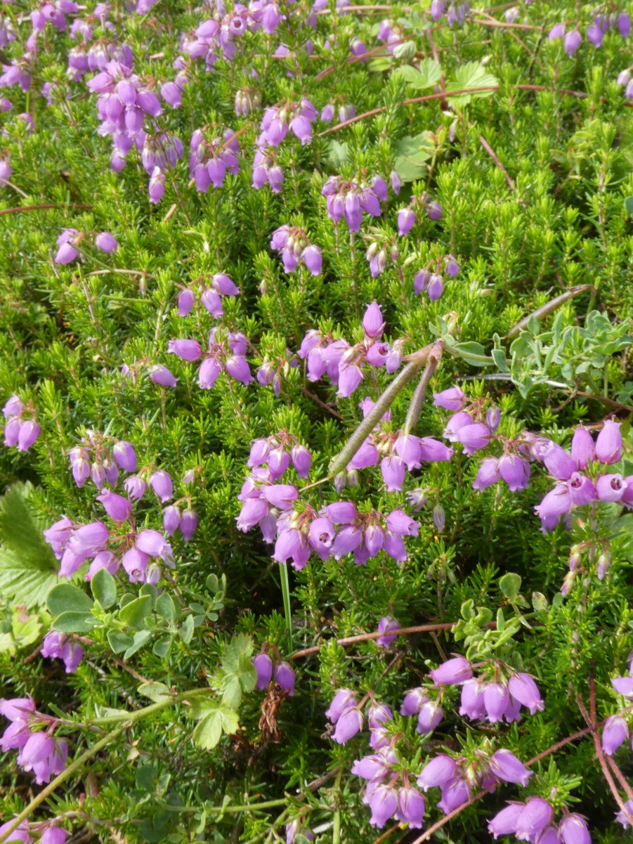 View over New Forest heathland Ling (Erica cinerea) and Bell