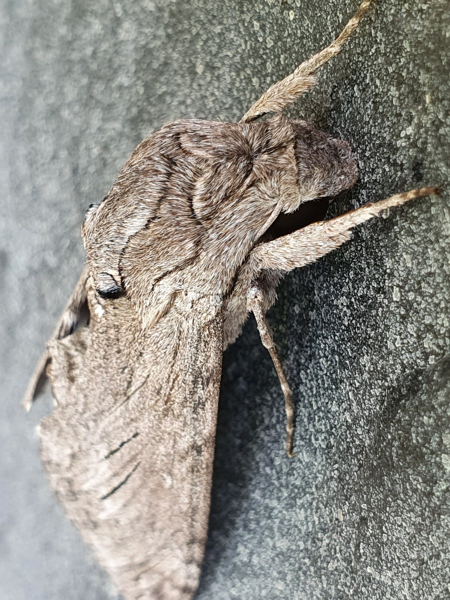 The Convolvulus Hawk-moth (Agrius - Butterfly Conservation