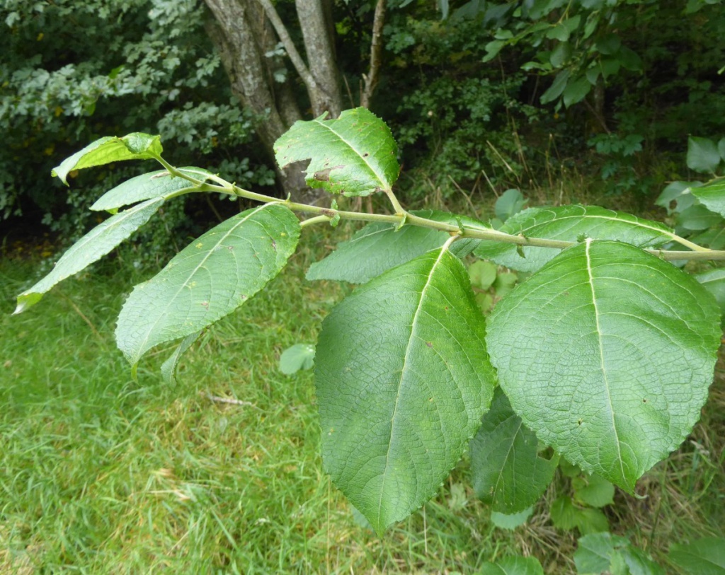 Goat Willow | NatureSpot