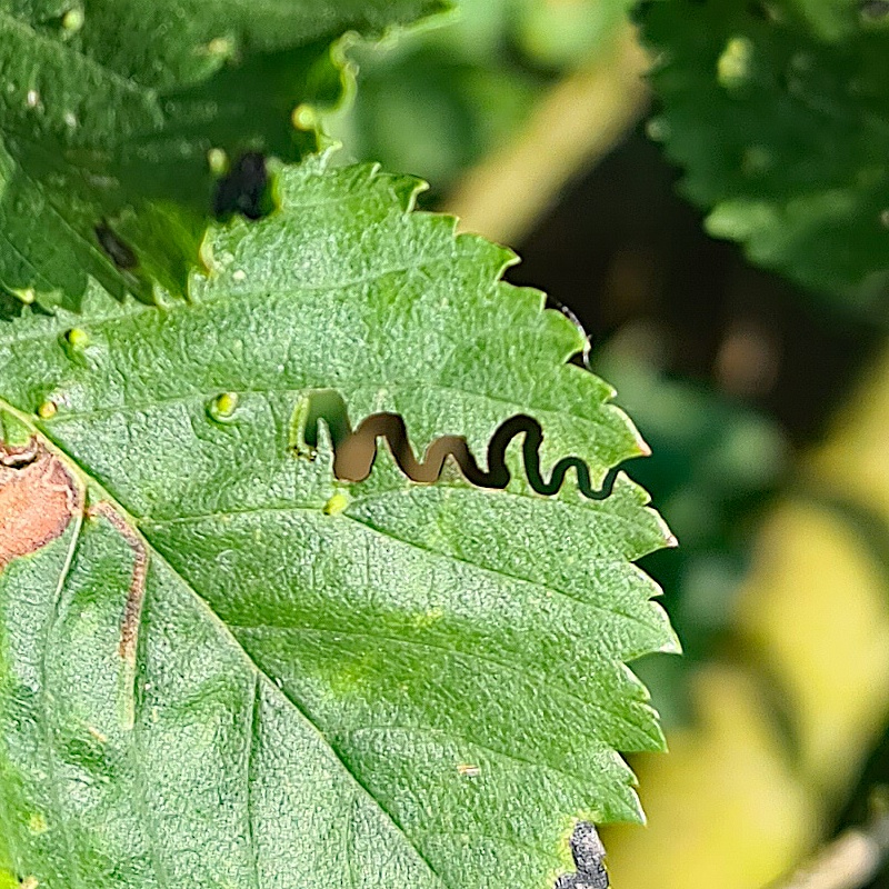 Zig zag Elm Sawfly NatureSpot