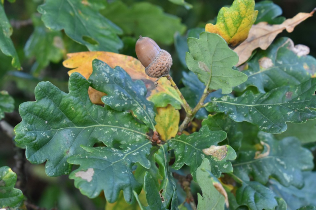 Pendunculate Oak | NatureSpot