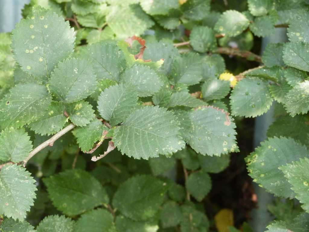 English Elm NatureSpot