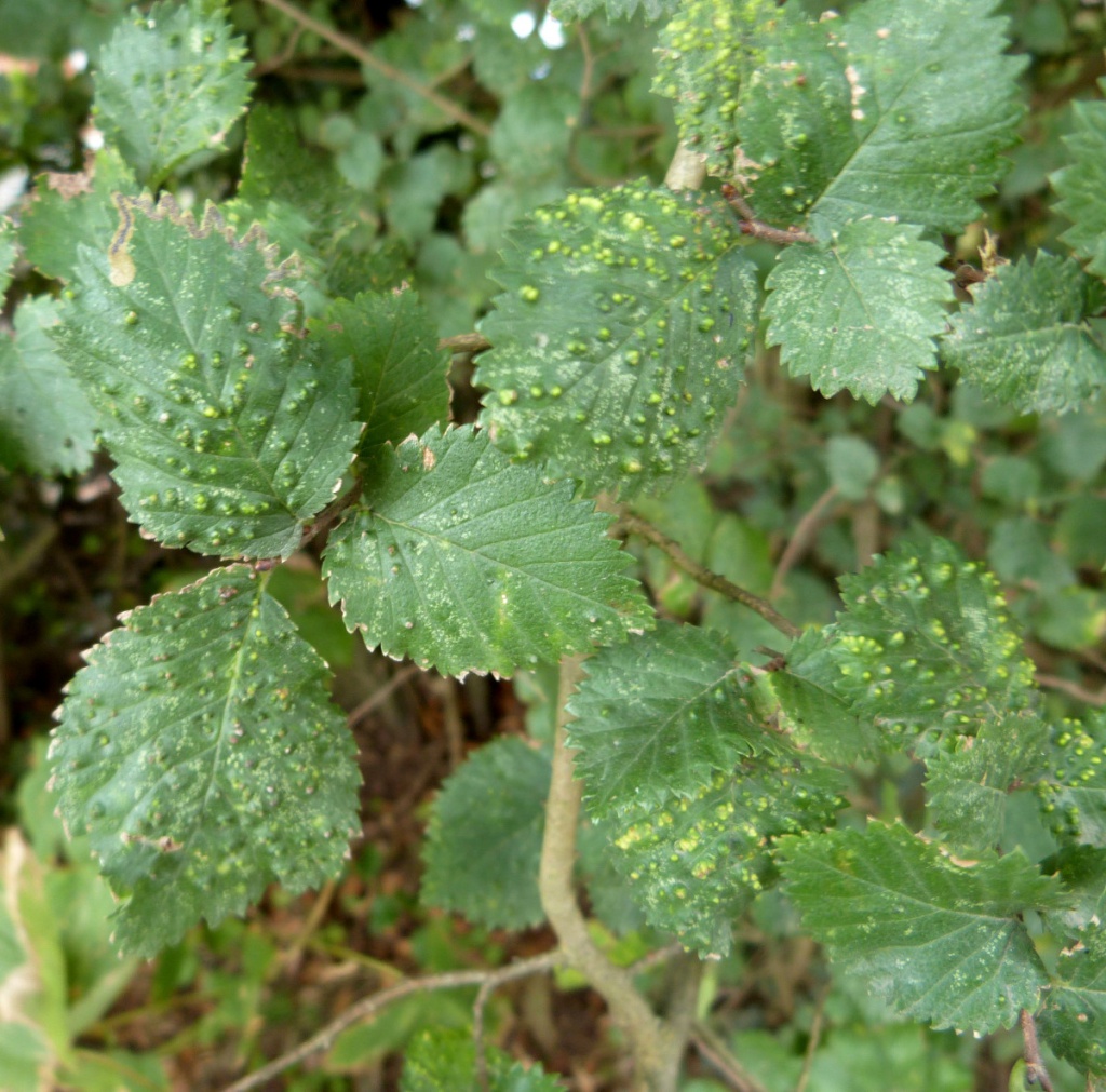 English Elm NatureSpot