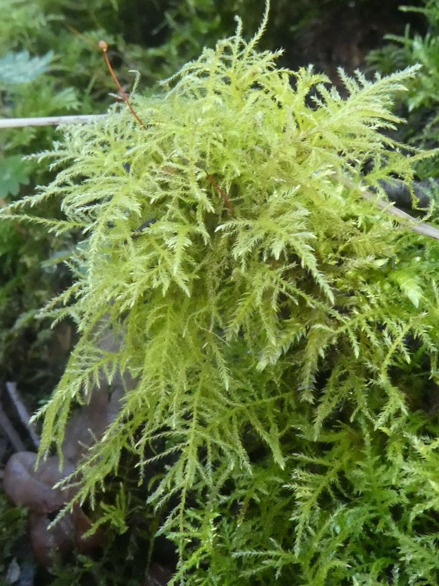 Common Feather-moss | NatureSpot