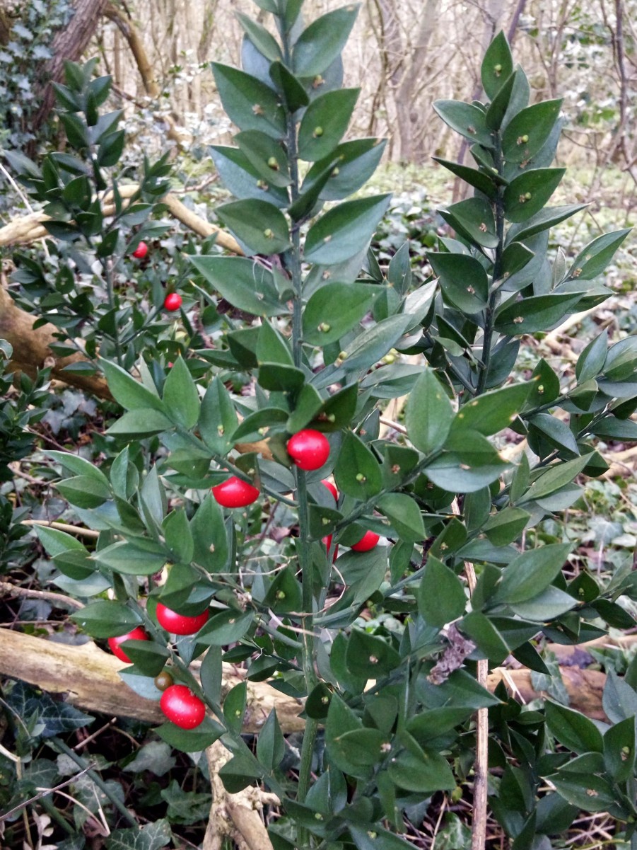 Butcher's-broom | NatureSpot