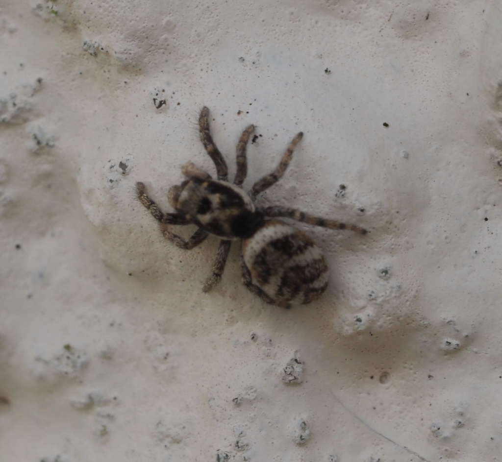 Tiny black and white striped spider - Salticus scenicus 