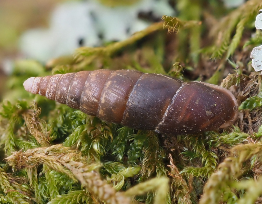 Plaited Door Snail | NatureSpot