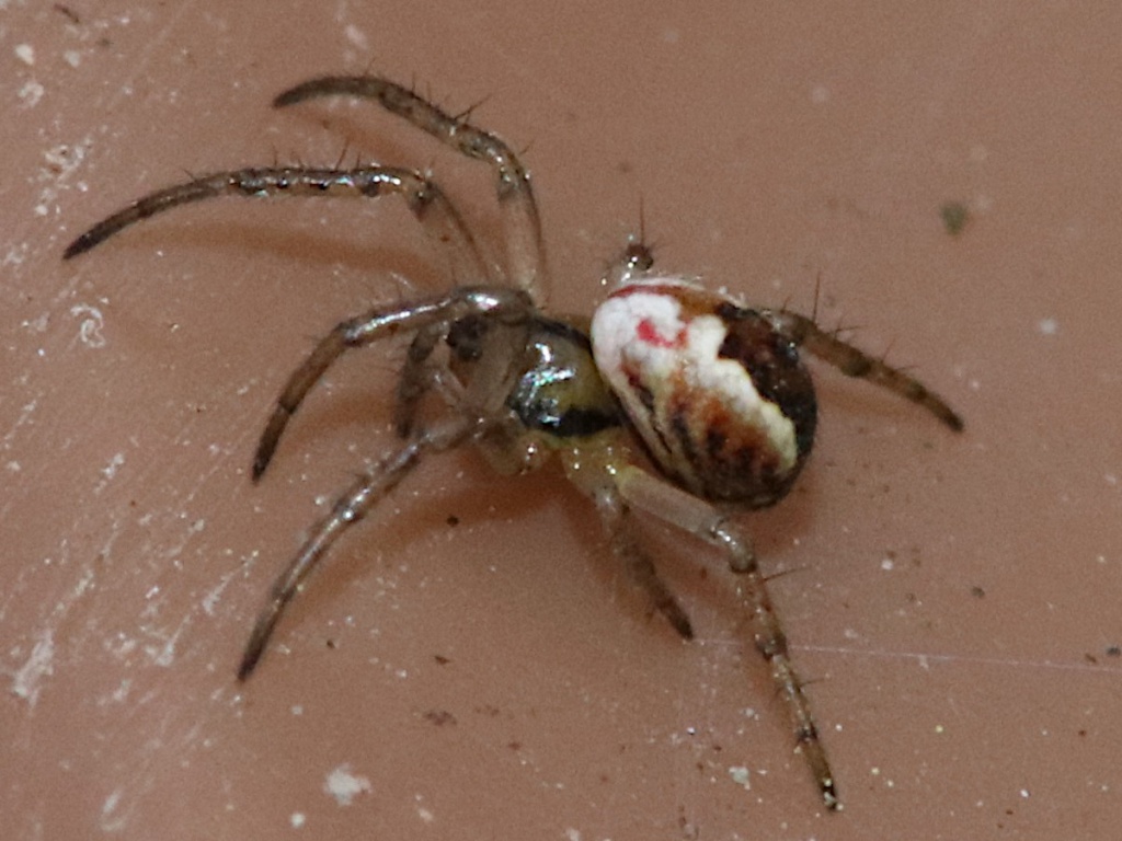 Cricket Bat Spider NatureSpot