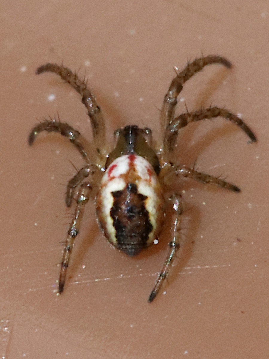 Cricket Bat Spider NatureSpot