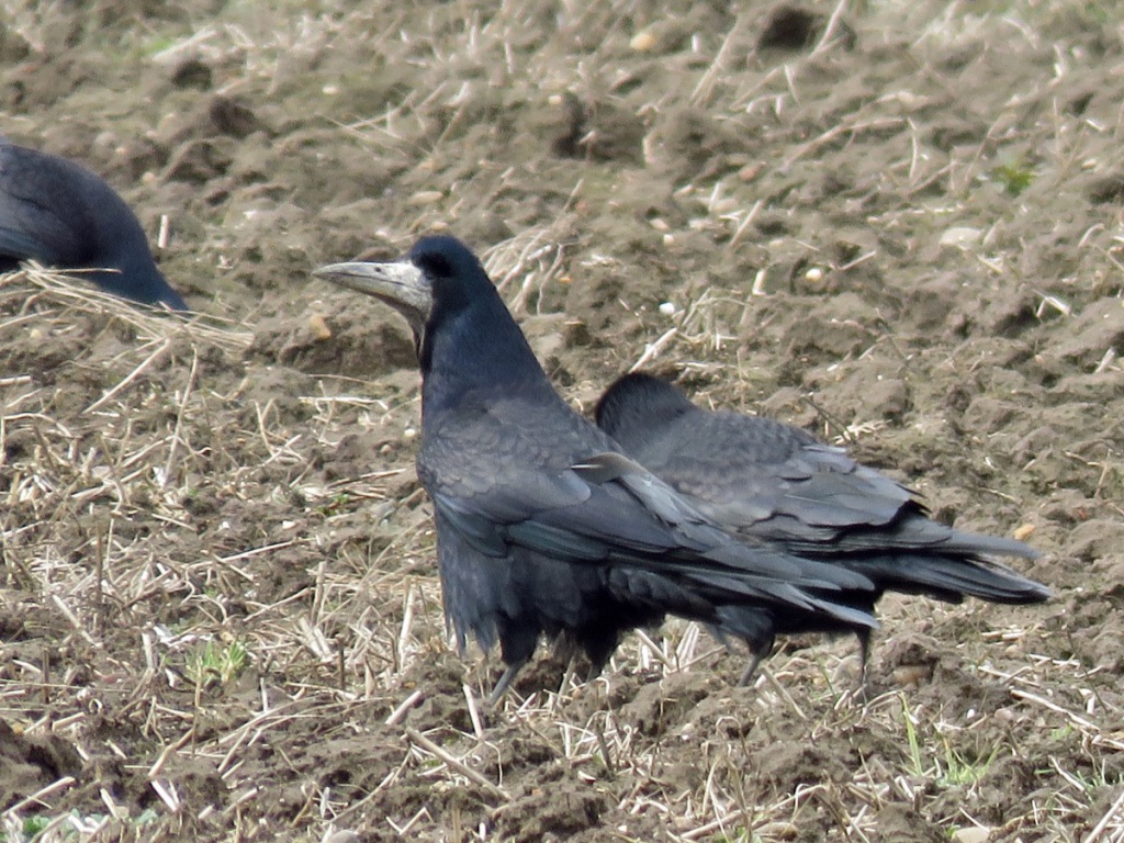 Rook (Corvus frugilegus) - British Birds - Woodland Trust