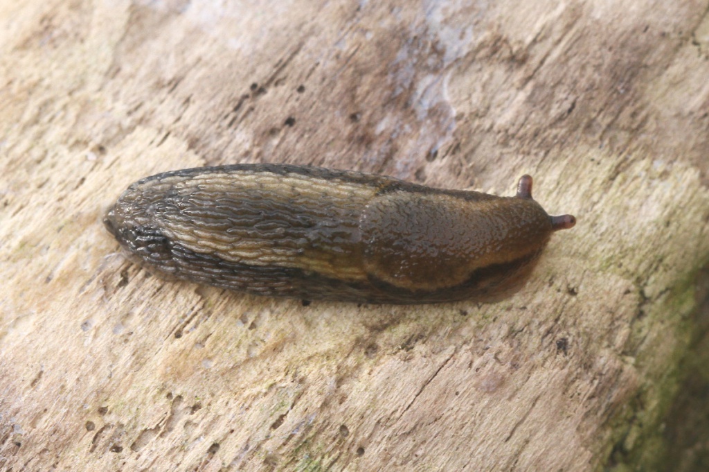 Durham Slug | NatureSpot