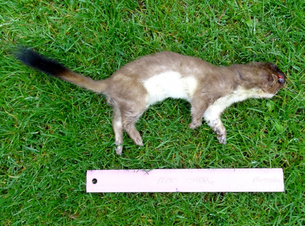Stoat Patterns Real Stoat | NatureSpot