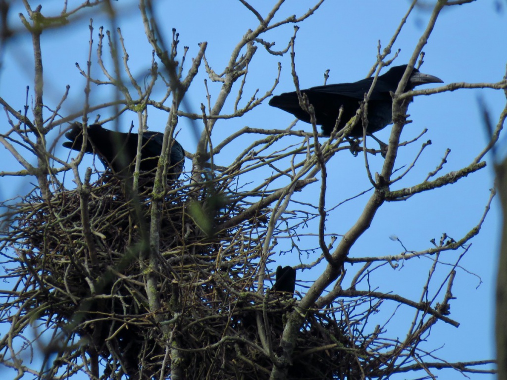 Rook (Corvus frugilegus) - British Birds - Woodland Trust