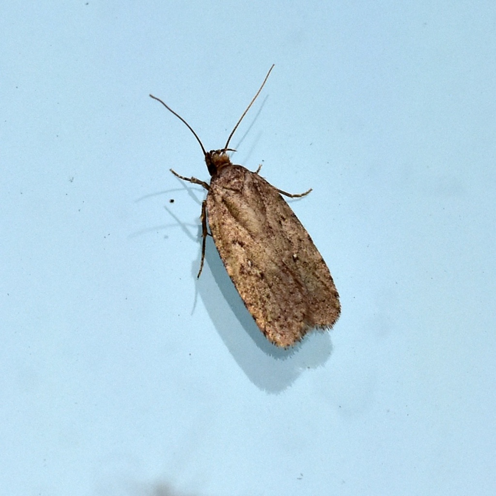 Agonopterix heracliana agg. | NatureSpot