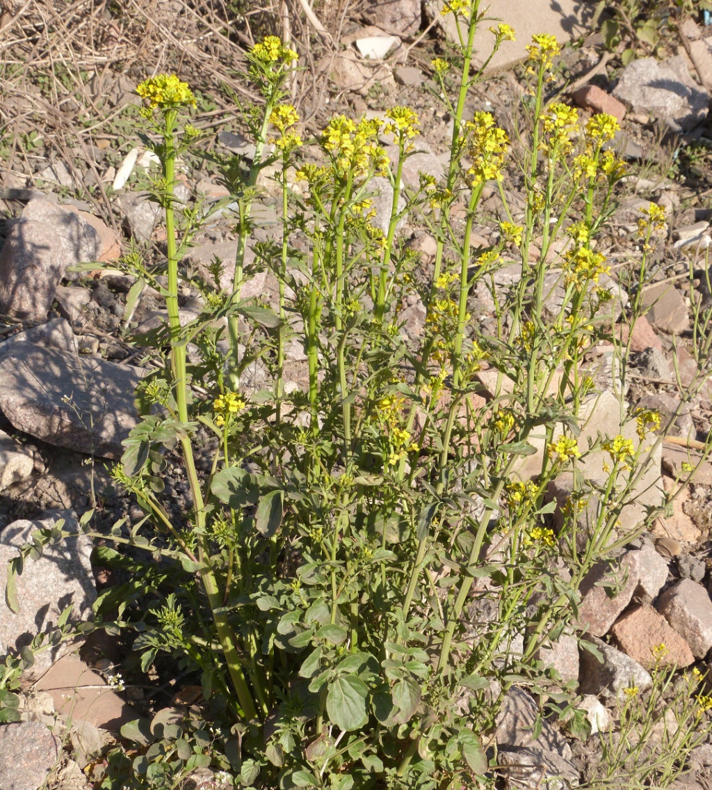 American Winter-cress | NatureSpot