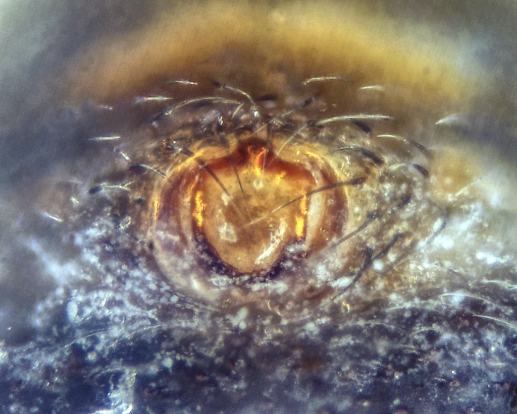 Tallusia experta NatureSpot