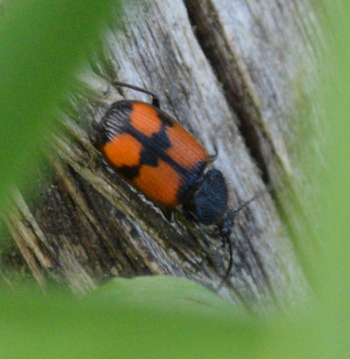 Crucifix Ground Beetle | NatureSpot