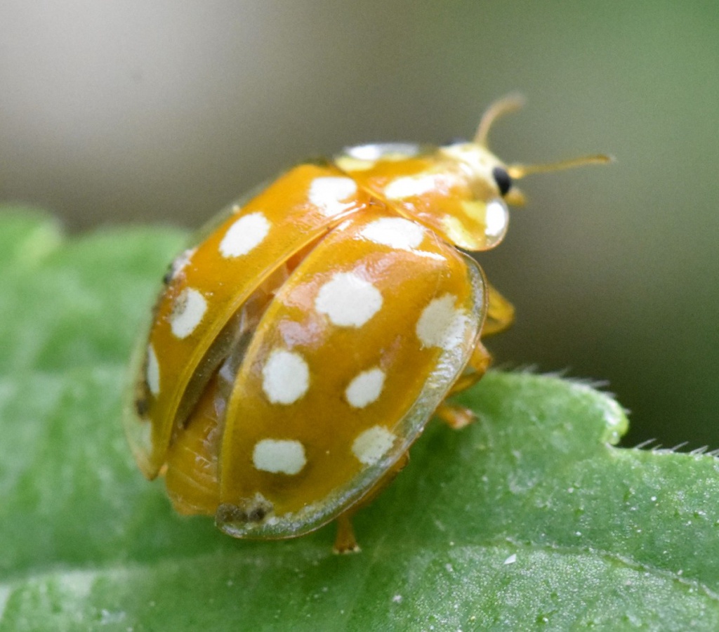 Orange Ladybird NatureSpot