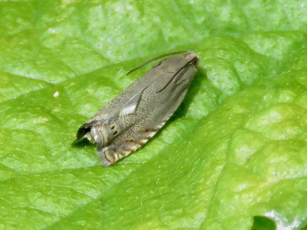 Pea Moth | NatureSpot