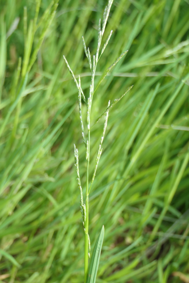 Plicate Sweet-grass