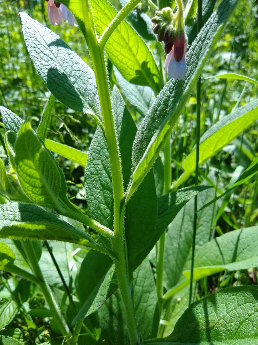 Russian Comfrey