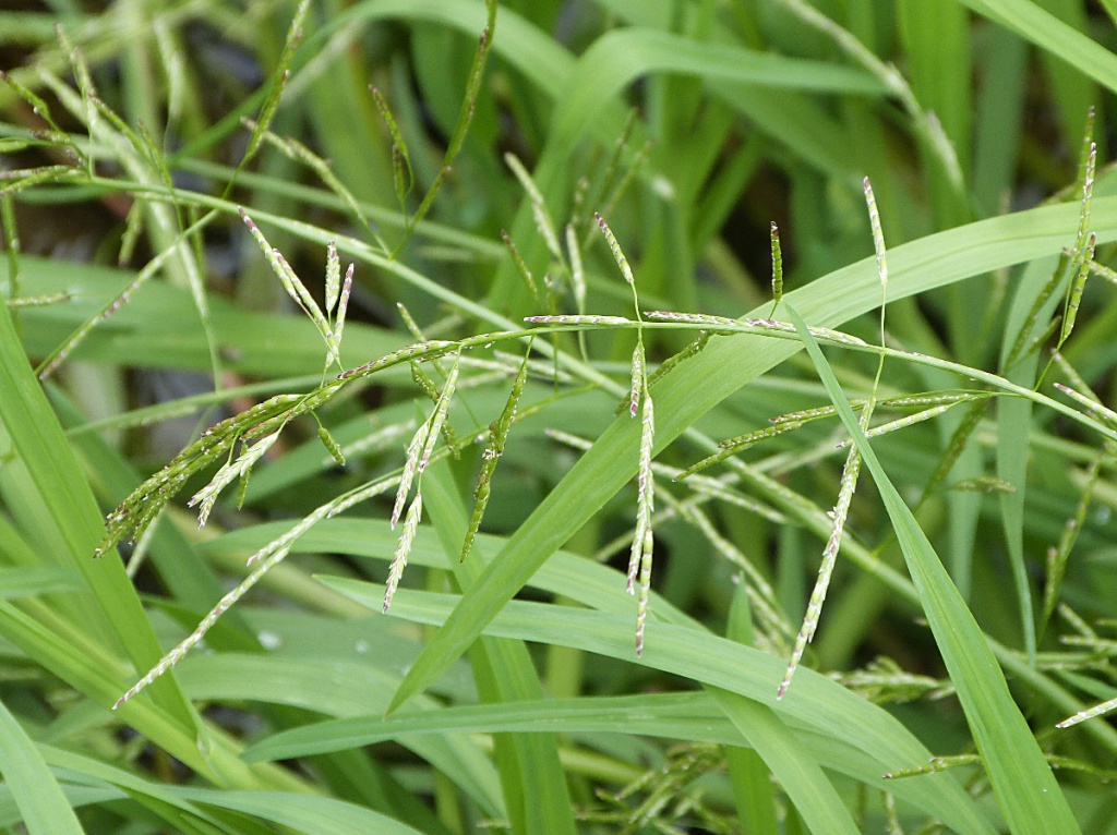 Plicate Sweet-grass