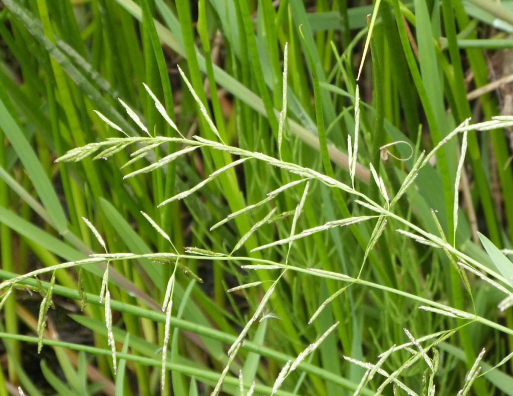 Plicate Sweet-grass