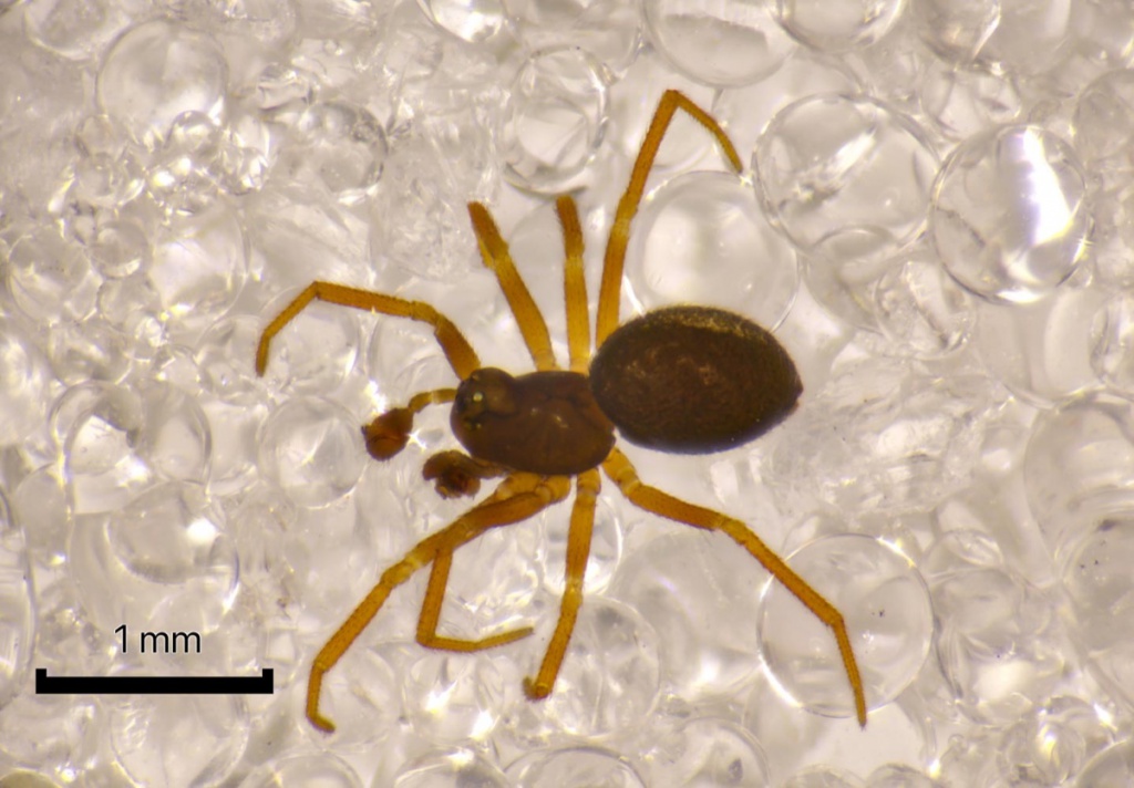 Diplocephalus picinus NatureSpot