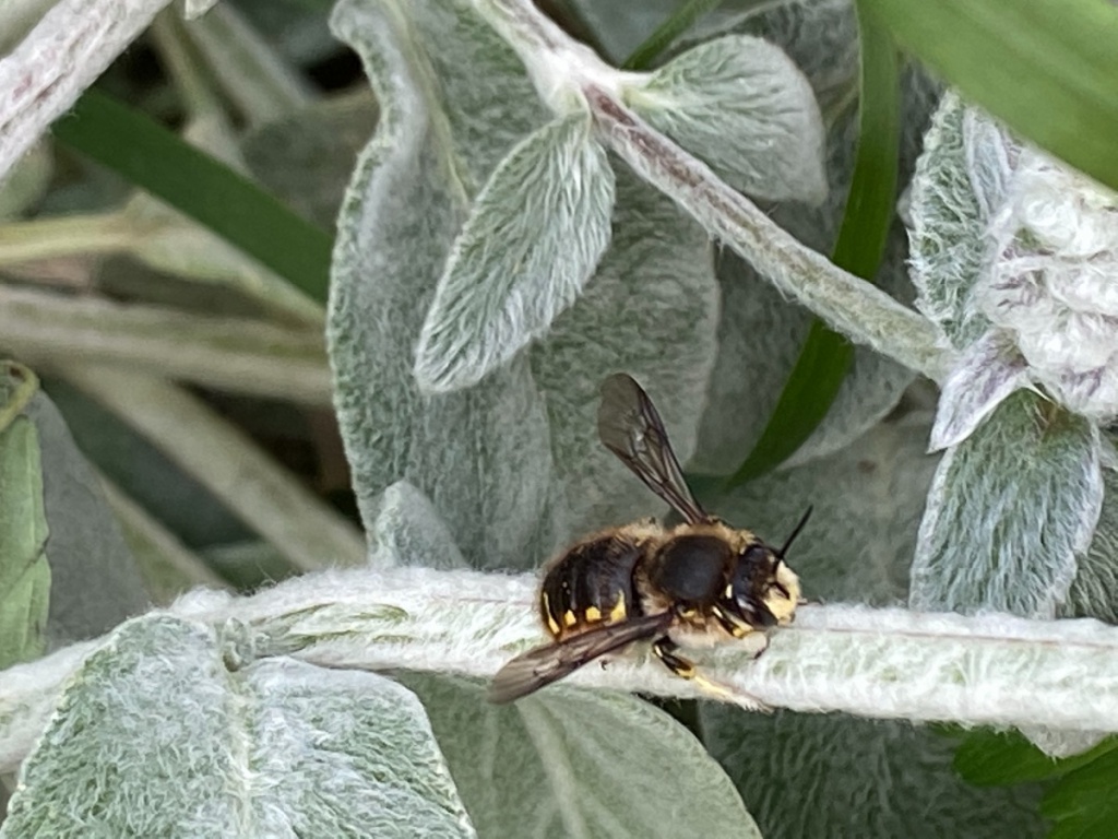 European wool carder bee, Other species detected, Pest insects and mites, Biosecurity