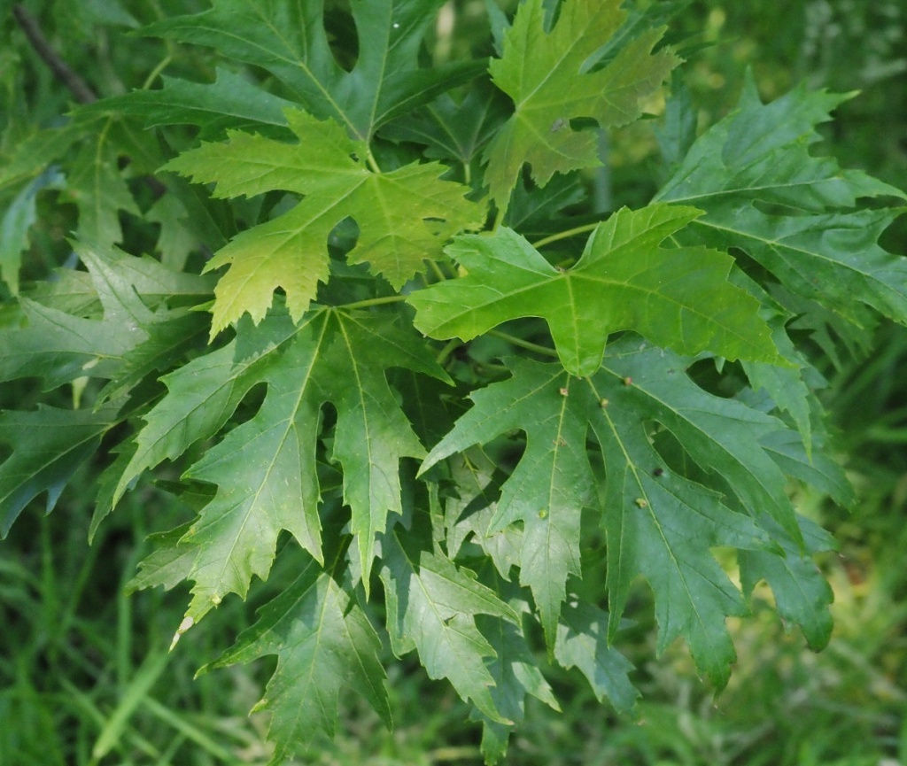 Silver Maple (Acer saccharinum)