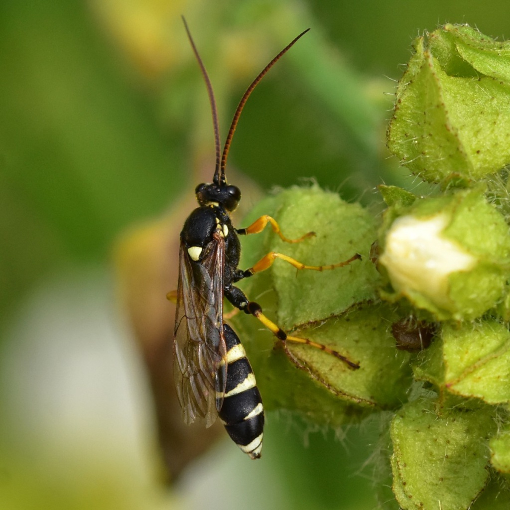 Ichneumon Sarcitorius NatureSpot