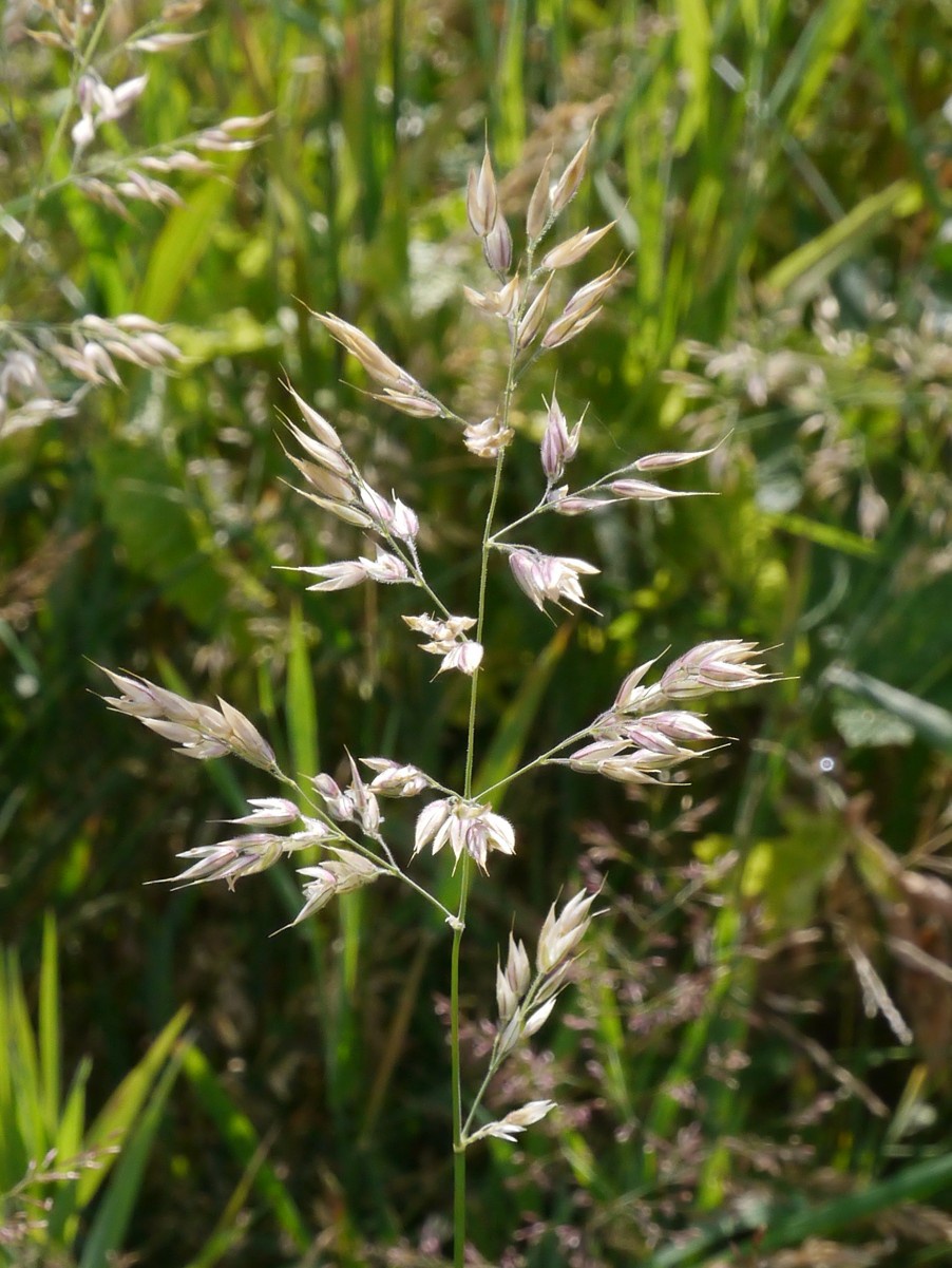 Soft grass discount