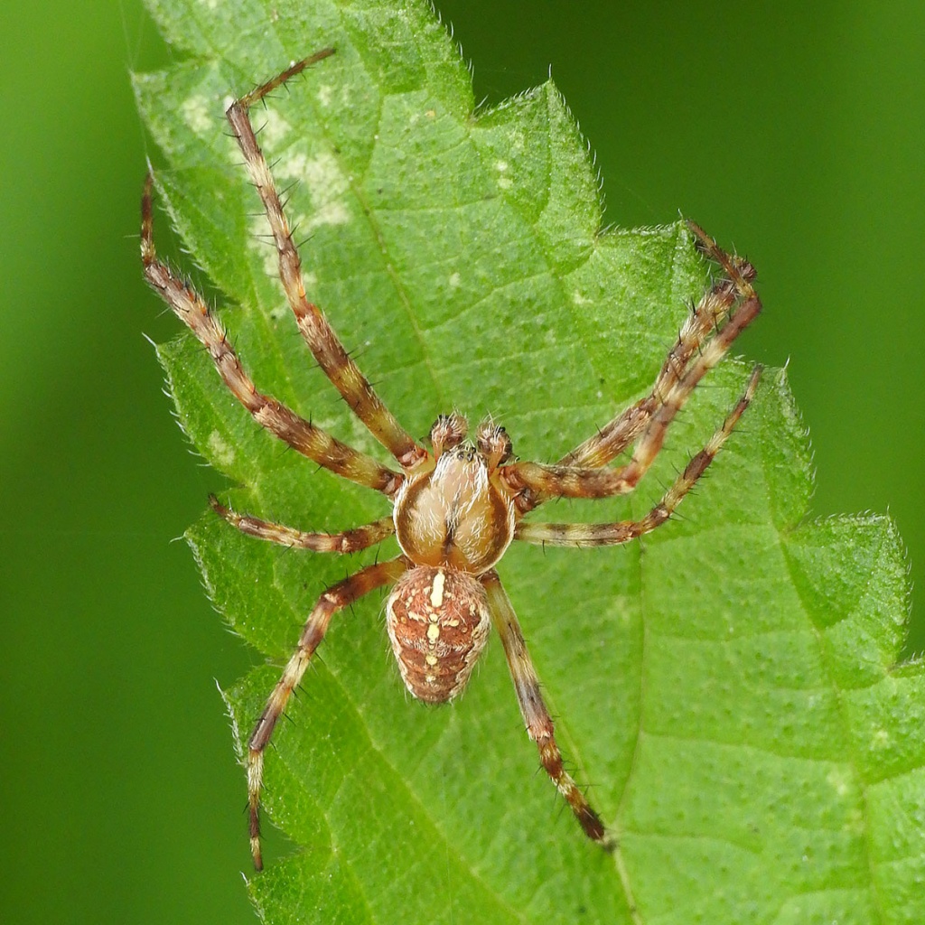 Garden Spider Identification