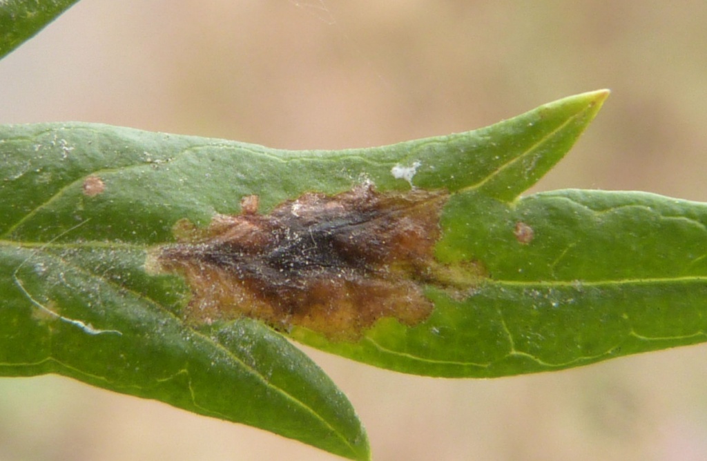 Small Golden Fly - Trypeta flaveola 