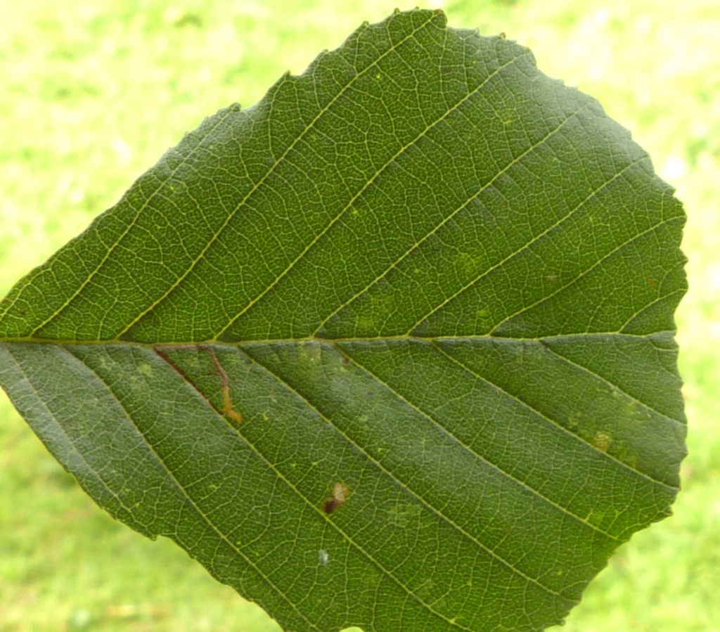 Bucculatrix cidarella | NatureSpot