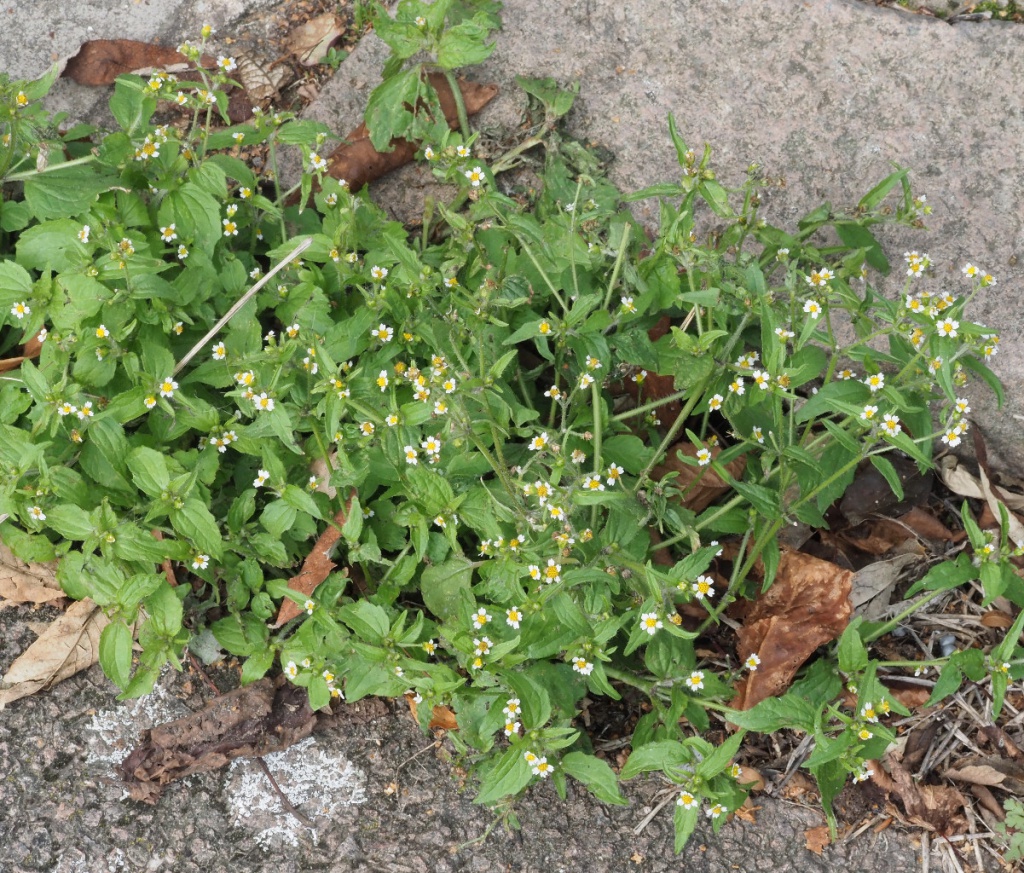 Maryland Biodiversity Project - Shaggy Soldier (Galinsoga quadriradiata)