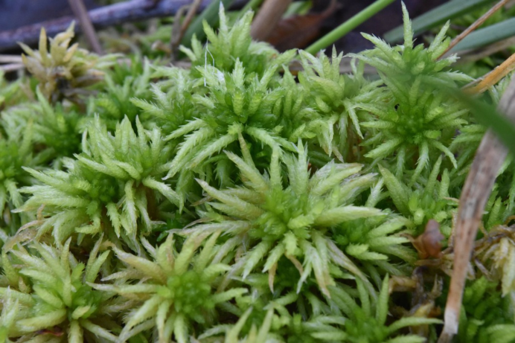 Sphagnum squarrosum (Spiky bog moss)