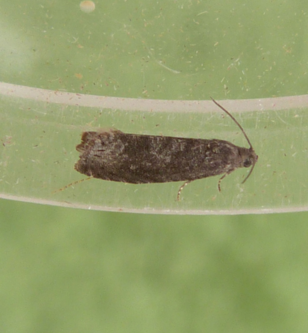 Plum Fruit Moth | NatureSpot