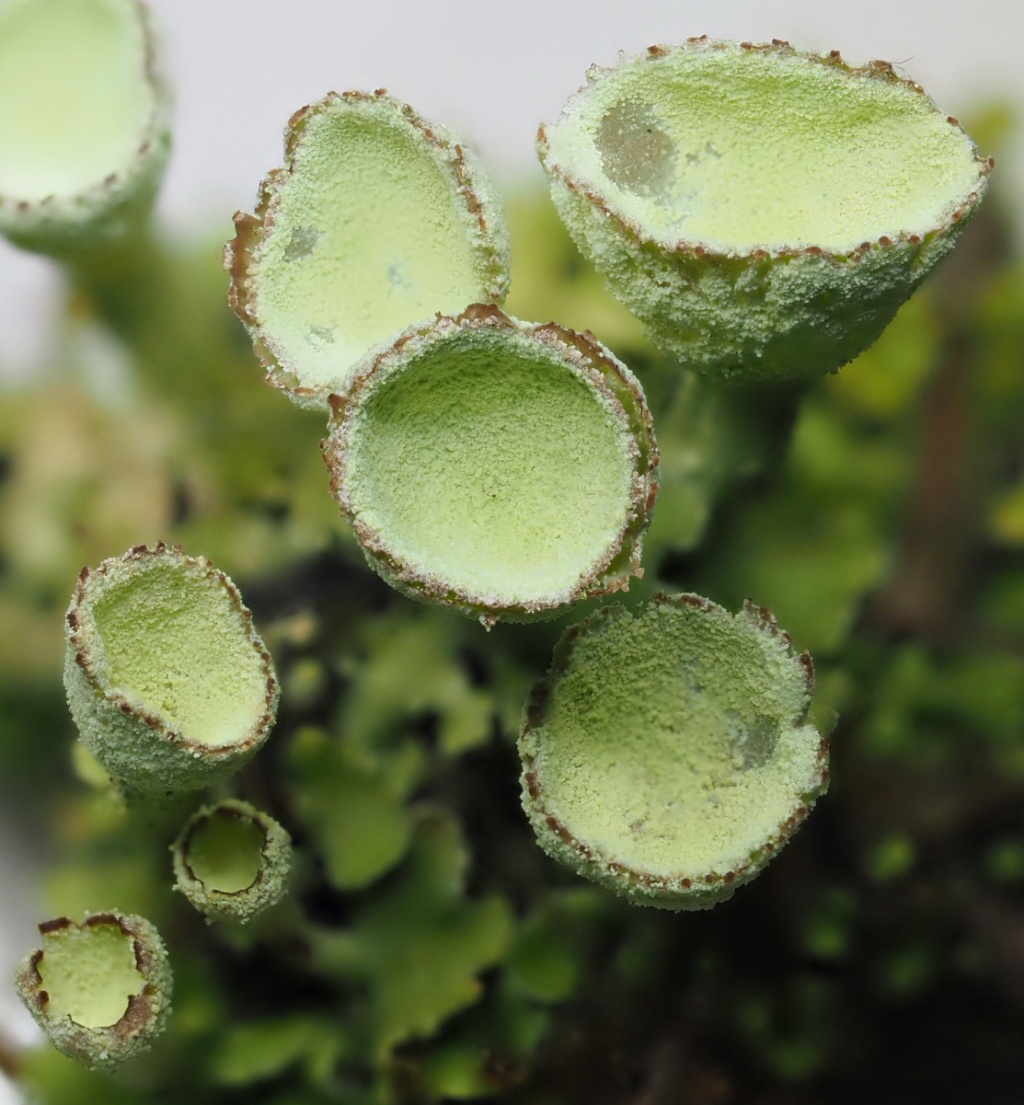 Cladonia fimbriata NatureSpot