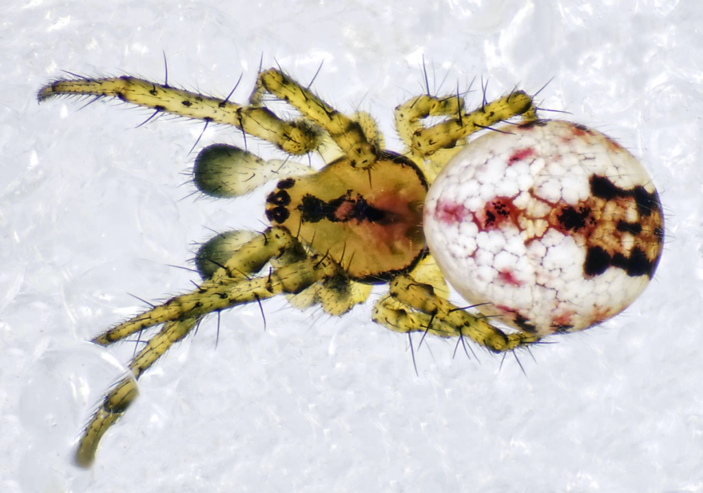 Cricket Bat Spider NatureSpot