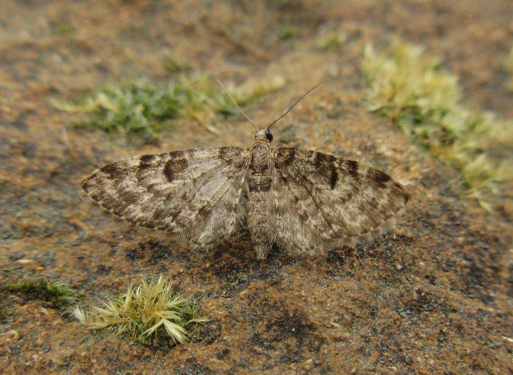 Dwarf Pug | NatureSpot