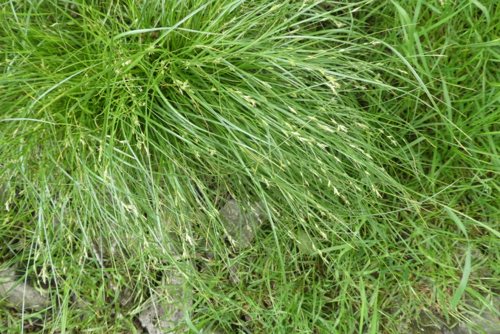 Carex Remota () Carex Remota