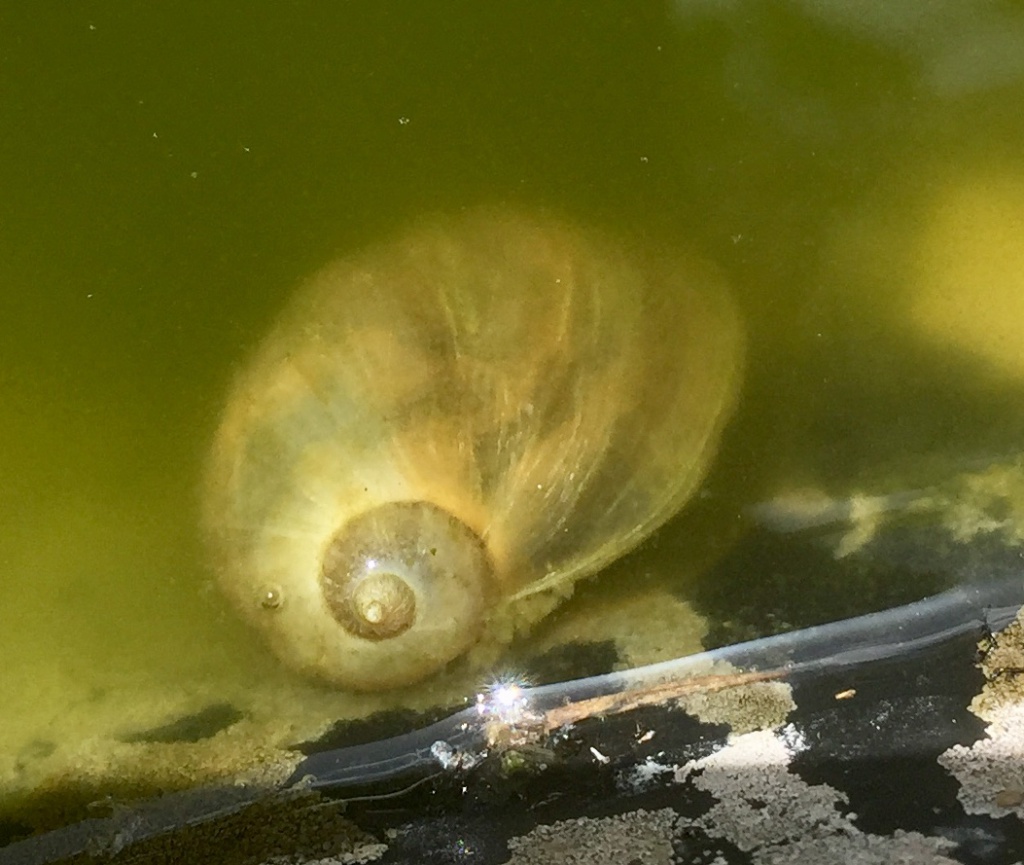 Ear Pond Snail | NatureSpot