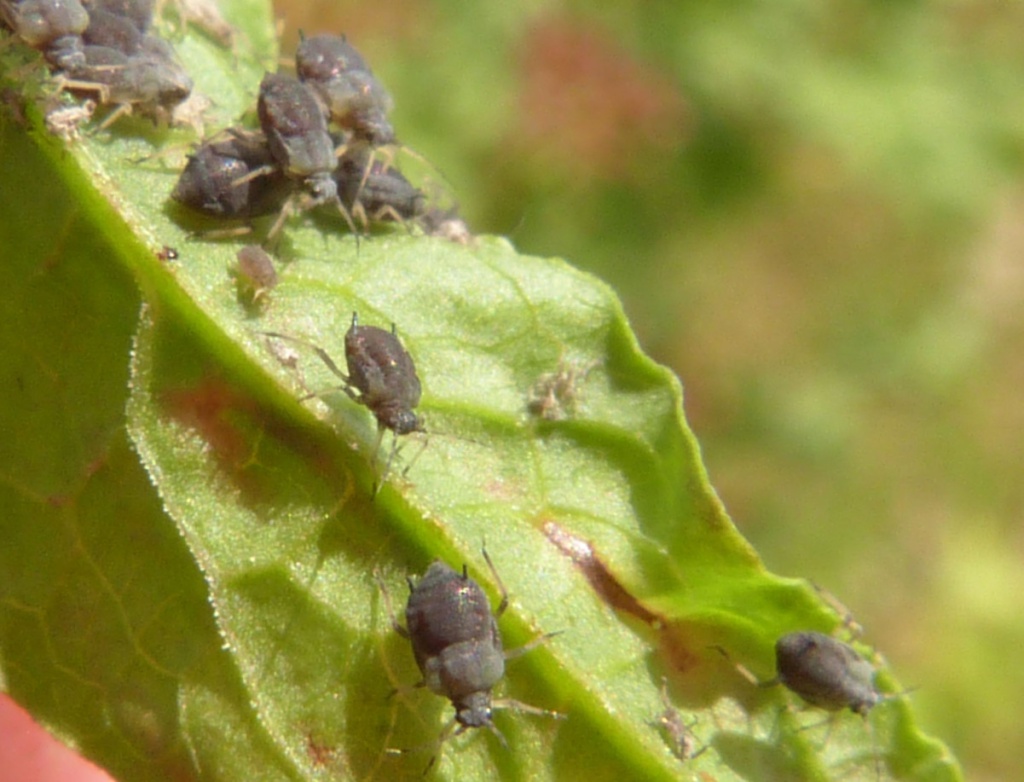 dock-aphid-naturespot